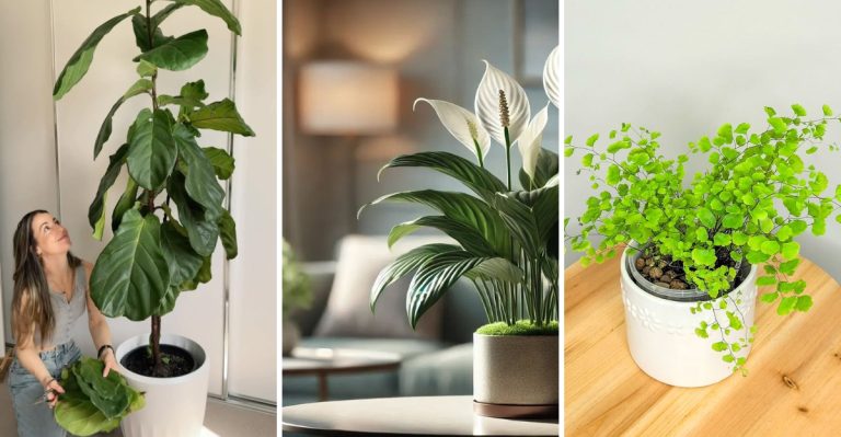13 Popular Houseplants That Struggle to Survive in Most Homes