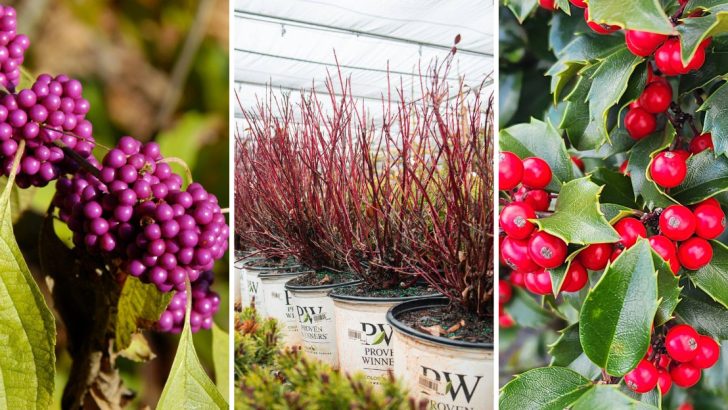 13 Shrubs That Promise to Fill Your Garden With Birdsong and Beauty