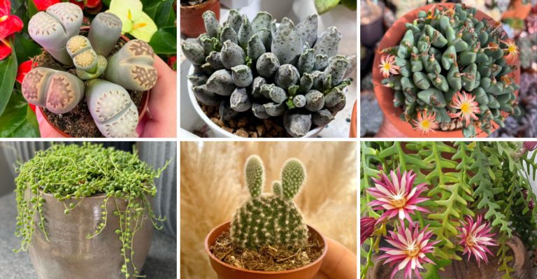 14 Rare and Unique Succulents Every Plant Lover Needs to See