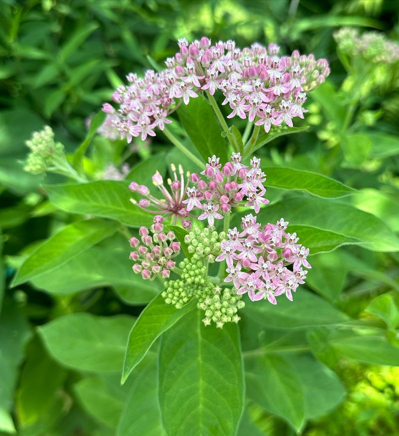 3. Wrong Milkweed Variety