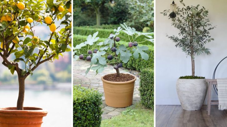 5 Easy-to-Grow Fruit Trees for Pots That Guarantee Successful Harvests