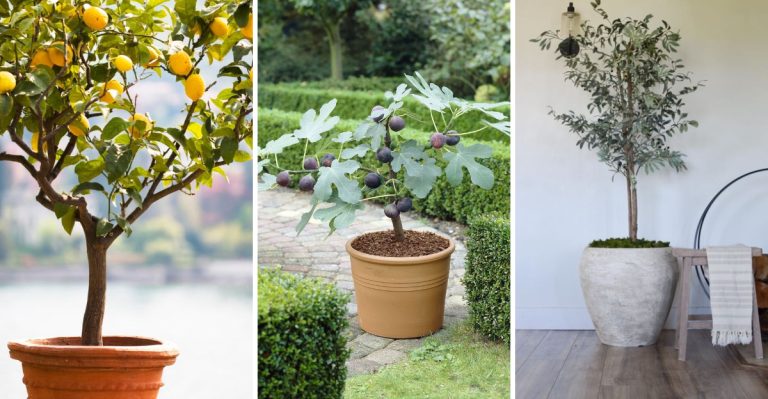 5 Easy-to-Grow Fruit Trees for Pots That Guarantee Successful Harvests