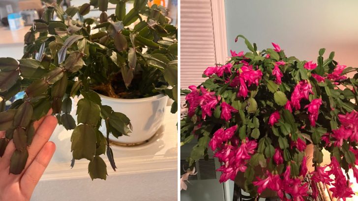 5 Mistakes That Stop Your Christmas Cactus From Blooming and How to Fix Them