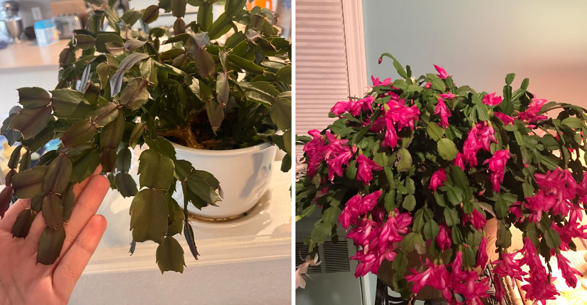 5 Mistakes That Stop Your Christmas Cactus From Blooming and How to Fix Them