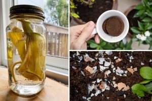 6 DIY Natural Fertilizers Using Ingredients from Your Kitchen