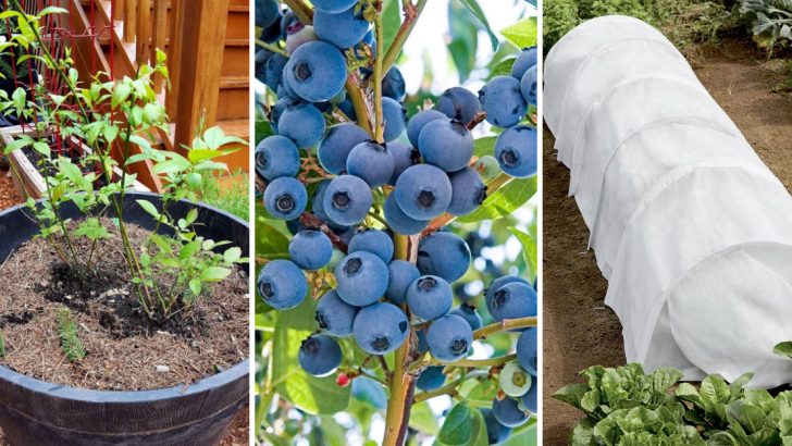 6 Effective Ways to Protect Your Blueberry Bushes This Winter From Frost and Snow