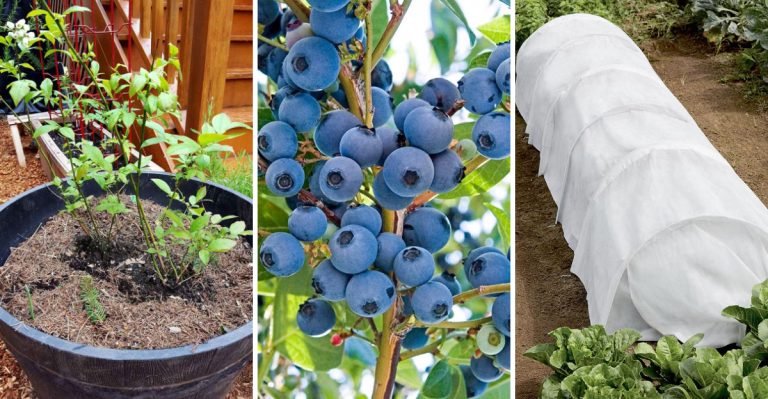 6 Effective Ways to Protect Your Blueberry Bushes This Winter From Frost and Snow