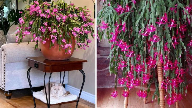 6 Little-Known Secrets to Achieve Gorgeous Christmas Cactus Blooms in 2024