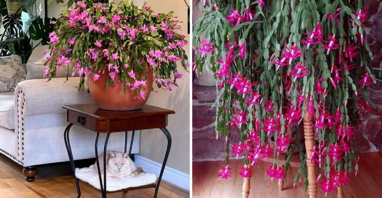 6 Little-Known Secrets to Achieve Gorgeous Christmas Cactus Blooms in 2024