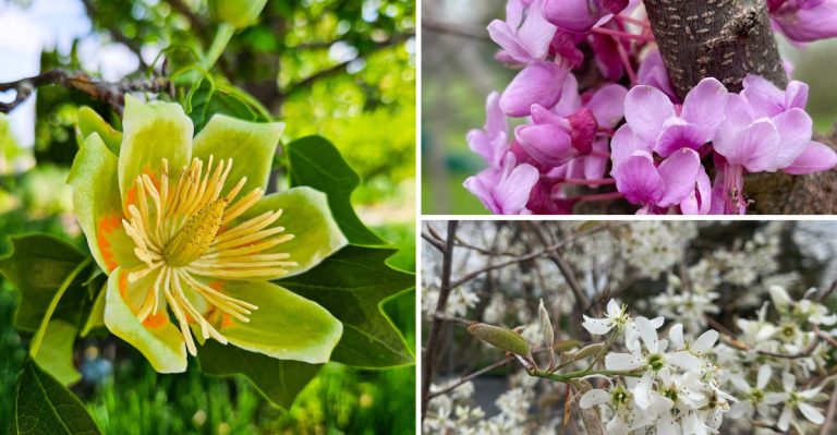 6 Native Trees That Are Even Better Than Flowers for Pollinators