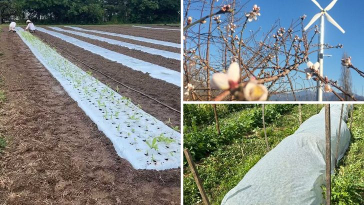 6 Proven Methods to Protect Fruit From Frost and Save Your Crop