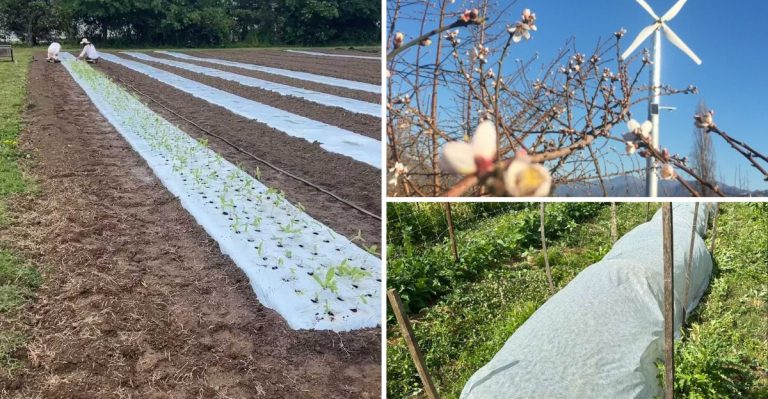 6 Proven Methods to Protect Fruit From Frost and Save Your Crop