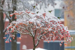 6 Trees Hummingbirds Can’t Resist Even During the Cold Winter Months