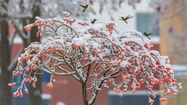 6 Trees Hummingbirds Can’t Resist Even During the Cold Winter Months