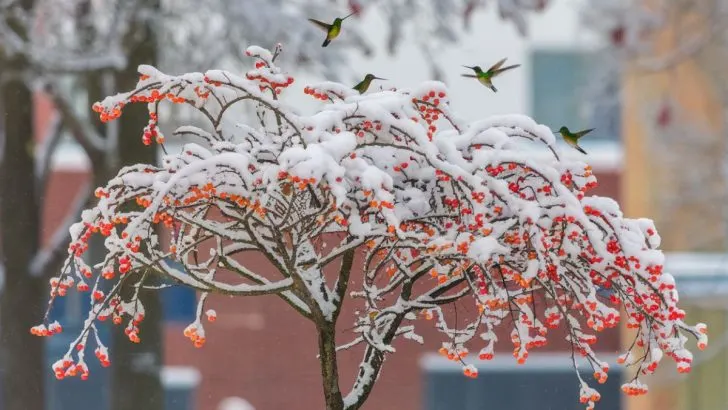 6 Trees Hummingbirds Can’t Resist Even During the Cold Winter Months