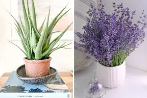 7 Healing Plants You Can Grow at Home