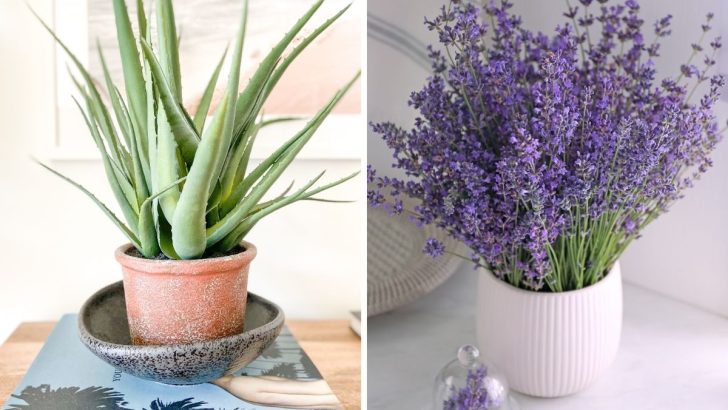 7 Healing Plants You Can Grow at Home