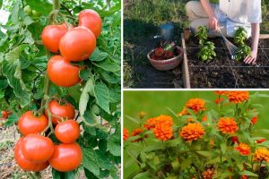 7 Perfect Companions for Tomatoes and the Plants They’ll Never Get Along With