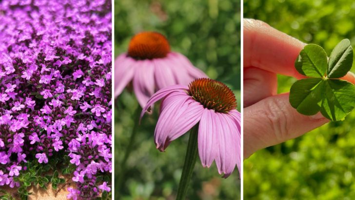 8 Plants You’ll Wish You Planted Sooner to Stop Weeds and Invite Pollinators