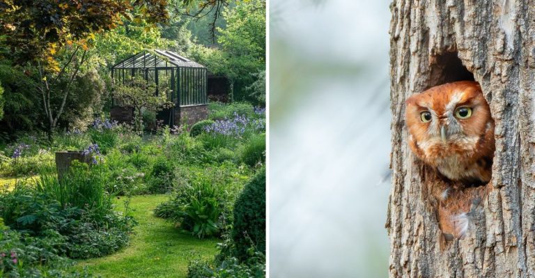 8 Tips to Attract Owls and Other Predatory Birds to Your Winter Garden