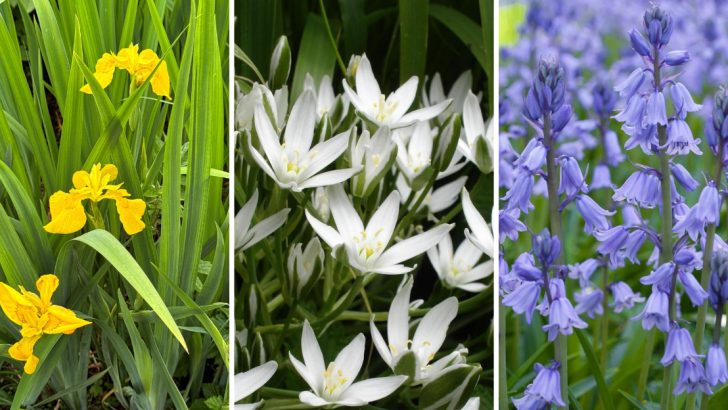 9 Invasive Flowering Bulbs to Avoid Planting and Better Alternatives to Try