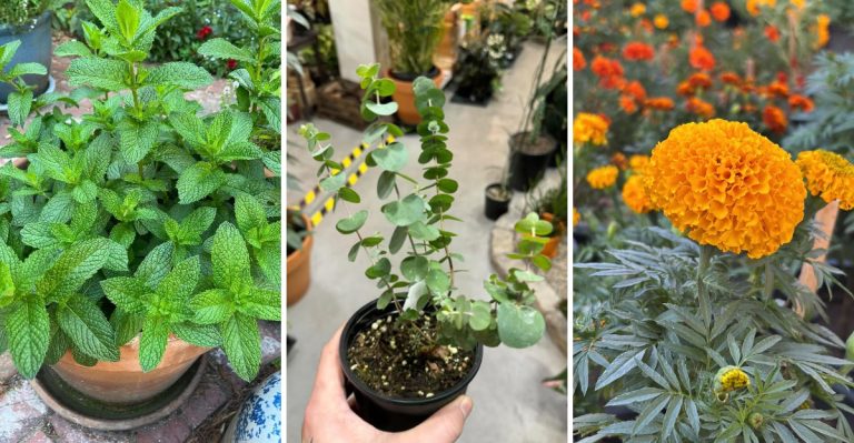 9 Plants That Naturally Repel Wasps From Your Garden