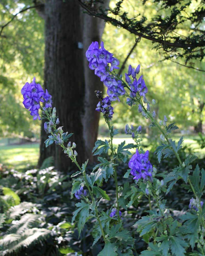 Aconitum (Monkshood)