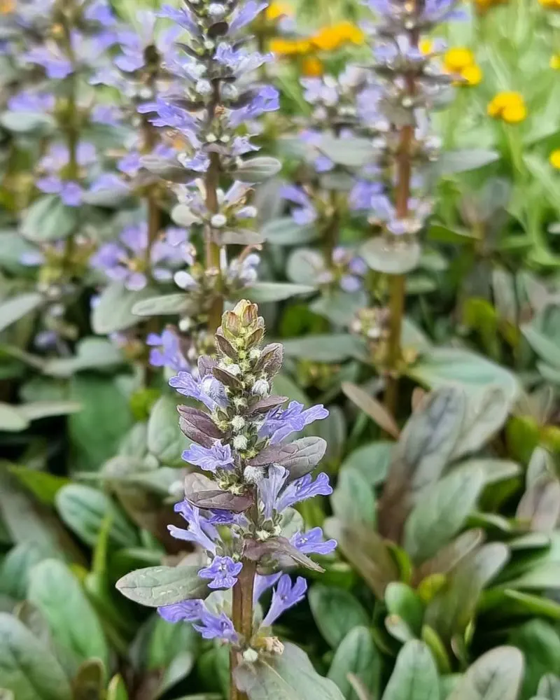 Ajuga Reptans 'Chocolate Chip'