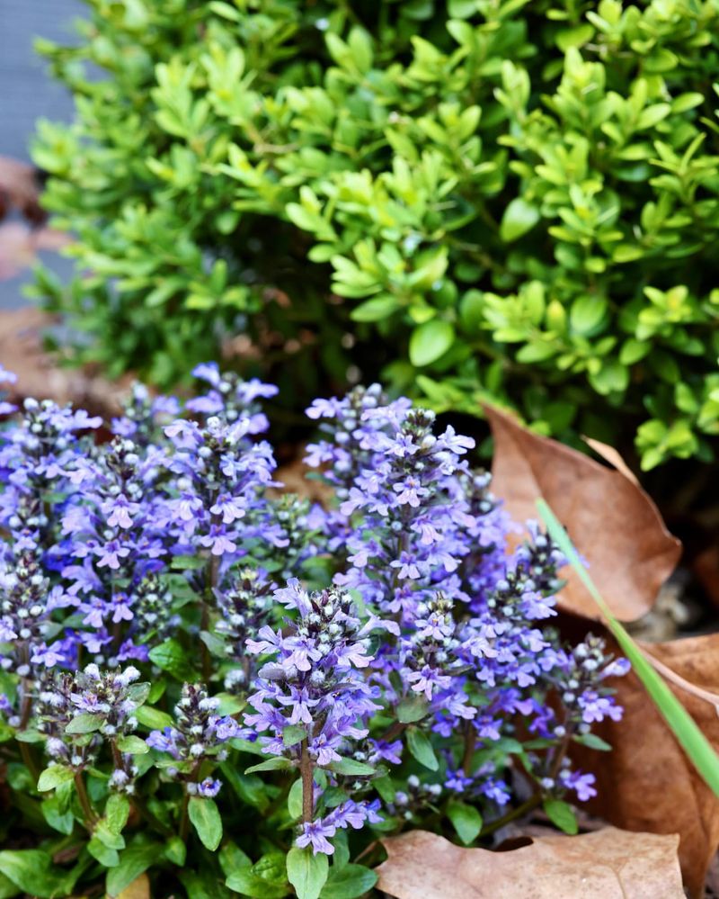 Ajuga