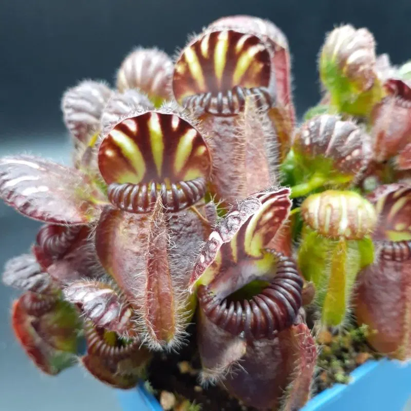 Albany Pitcher Plant