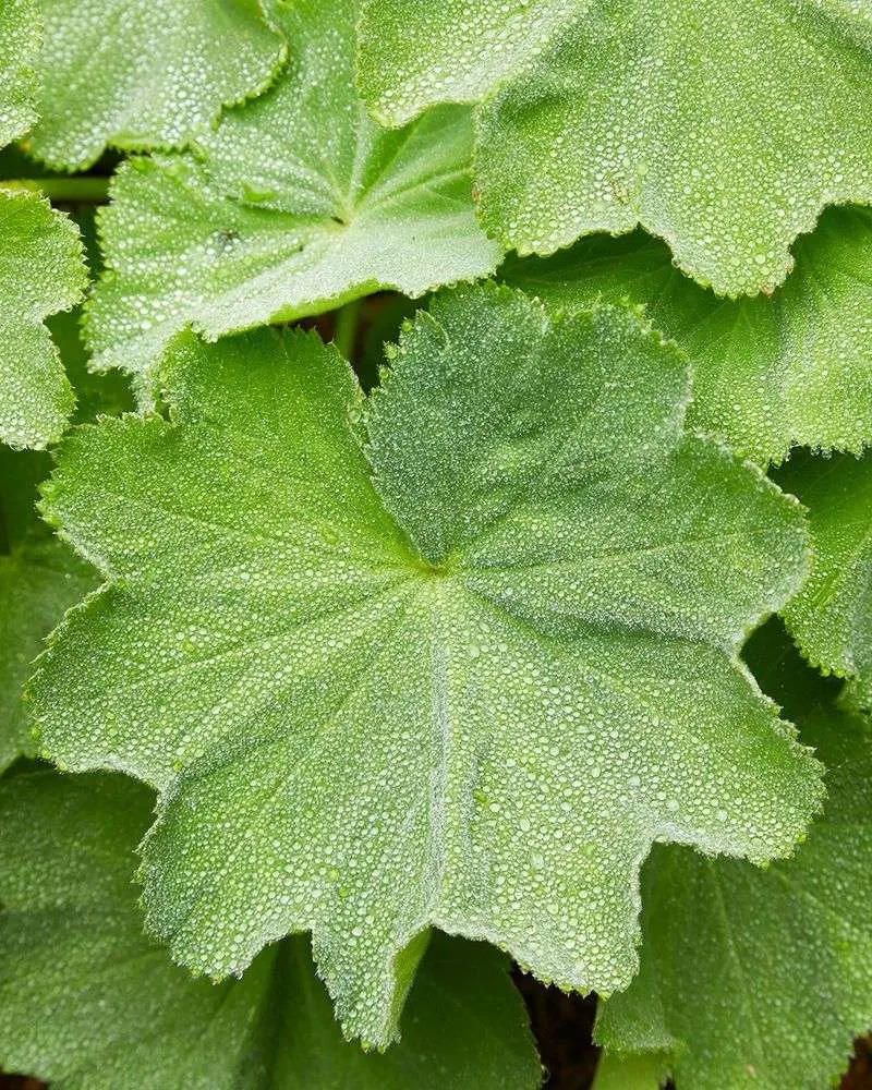 Alchemilla Mollis