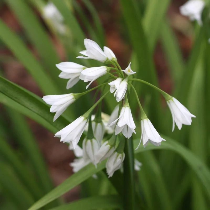 Allium Triquetrum