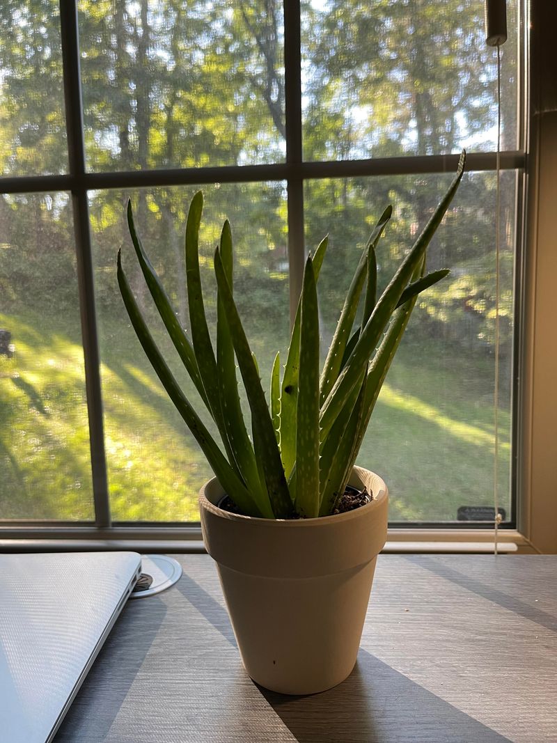 Aloe Vera