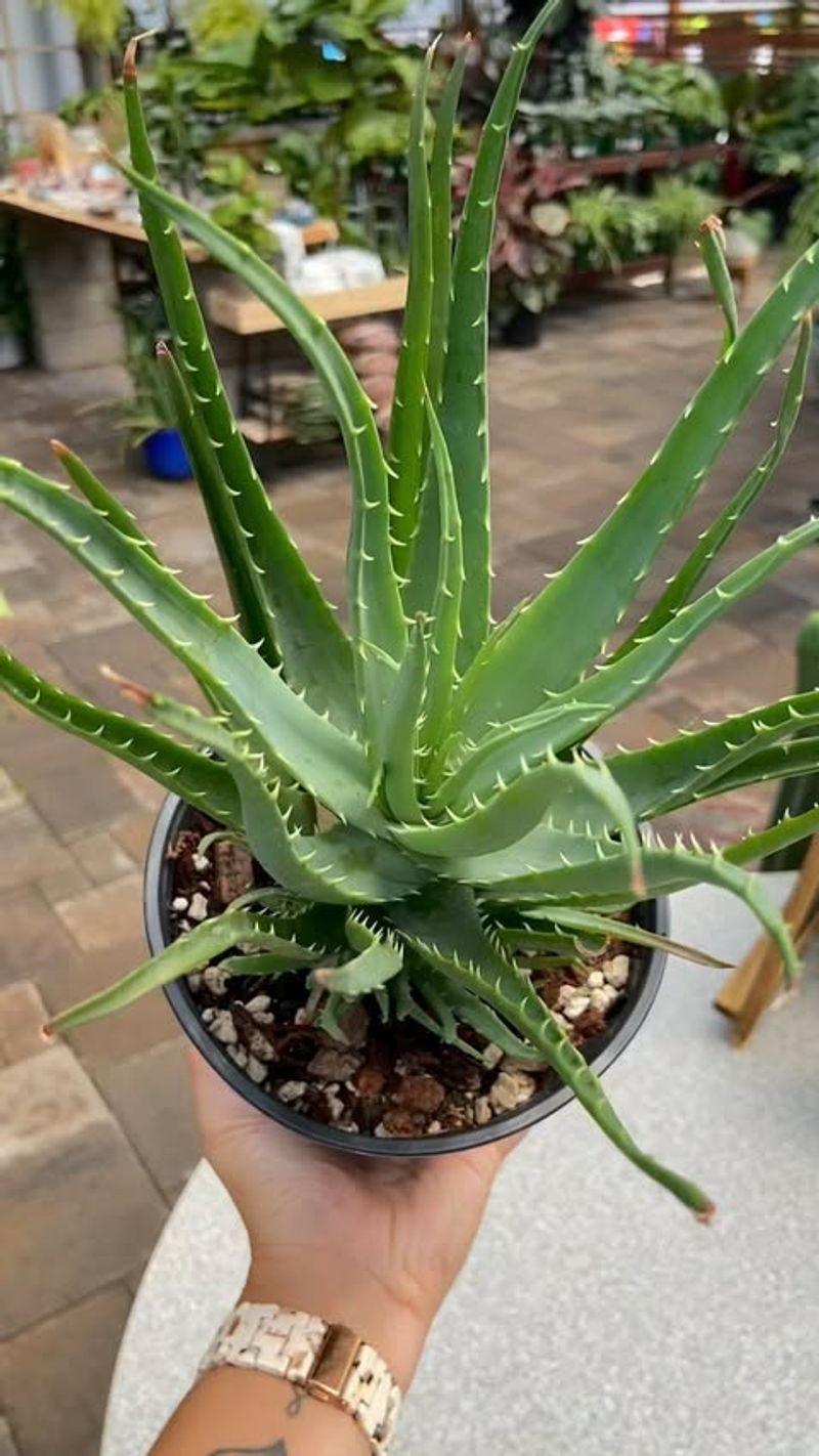 Aloe Vera for Burns