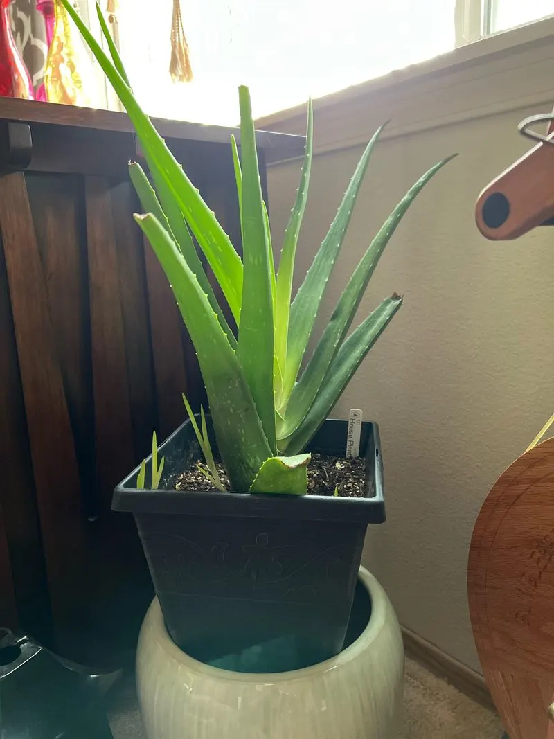 Aloe Vera