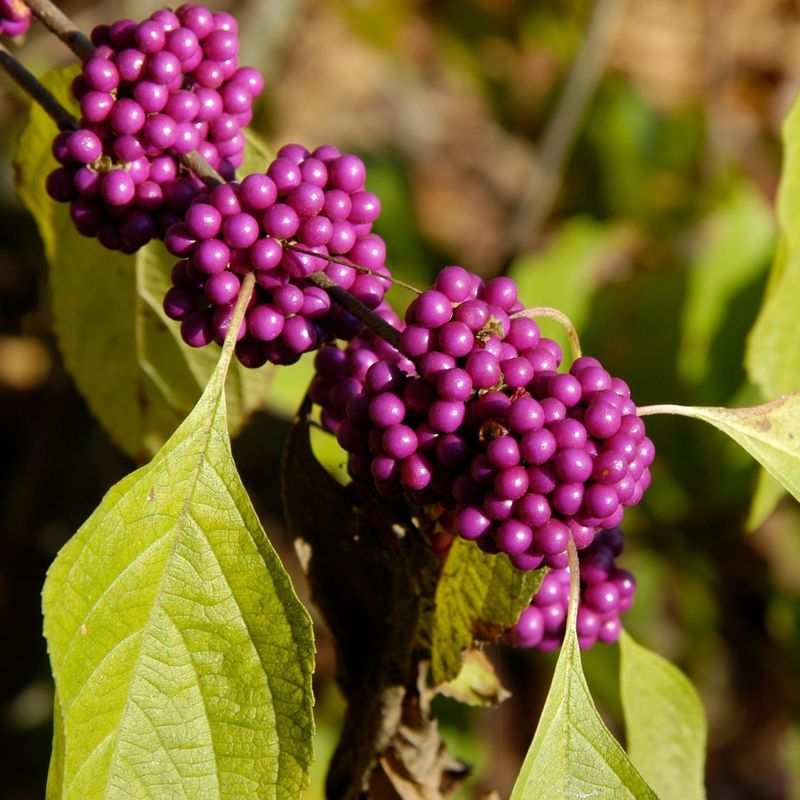 American Beautyberry