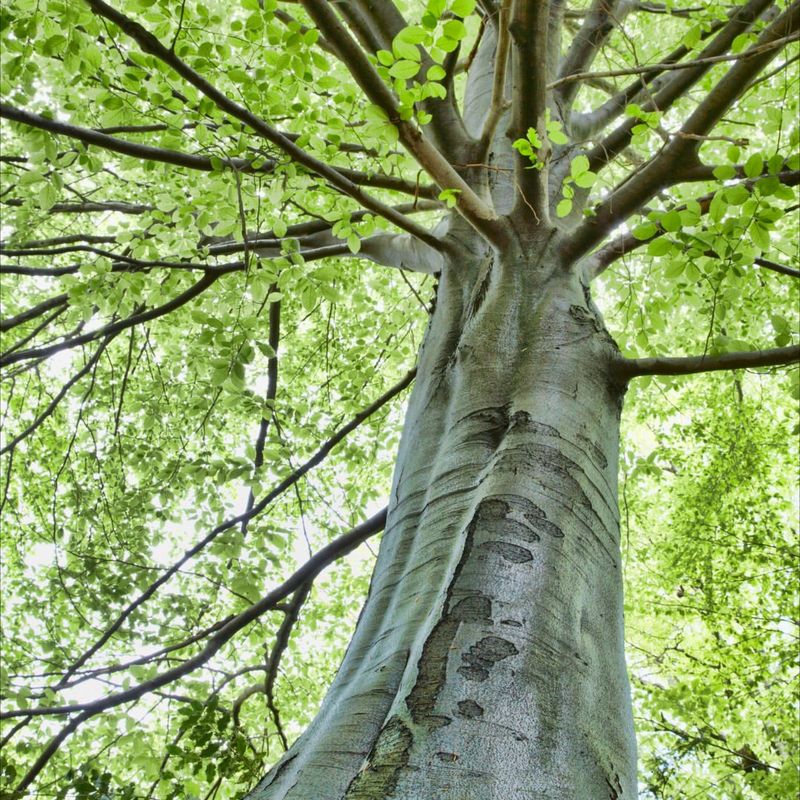 American Beech