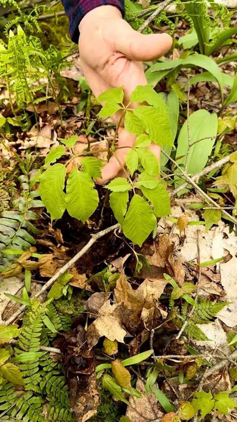 American Ginseng