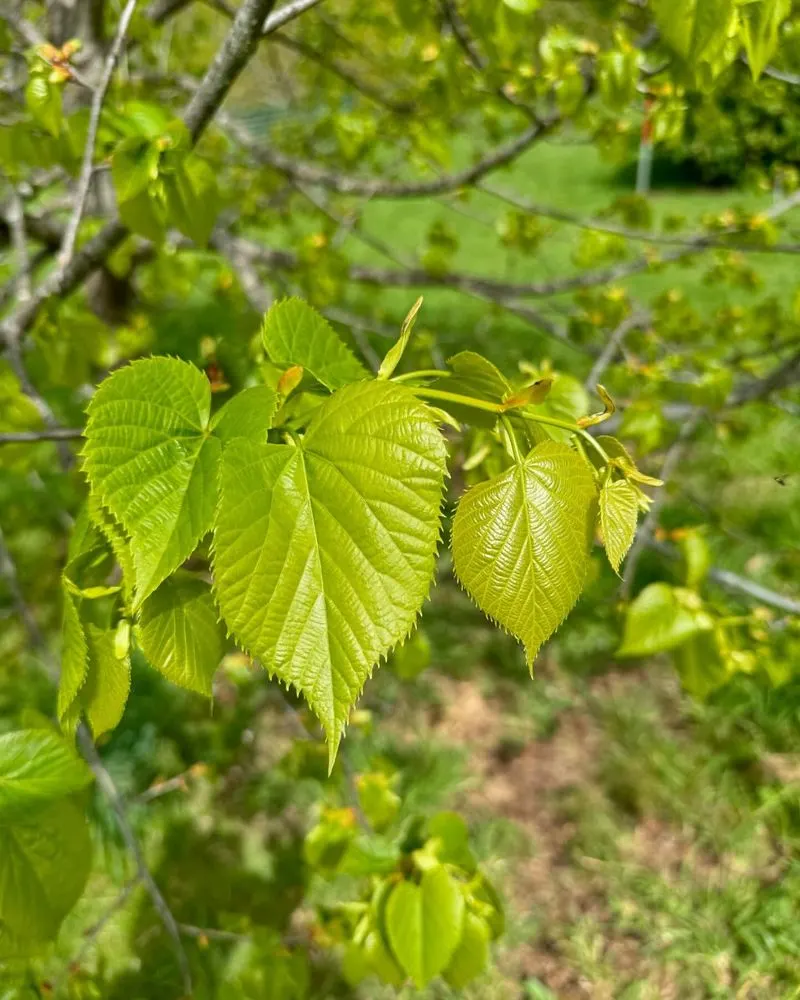 American Linden (Tilia americana)