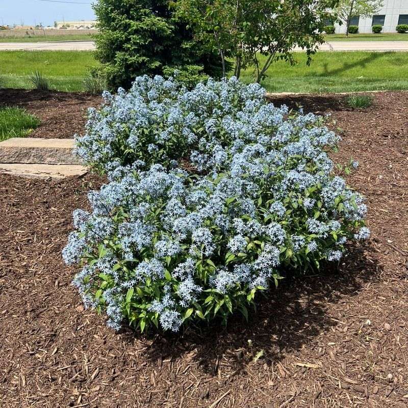 Amsonia tabernaemontana (Blue Star)