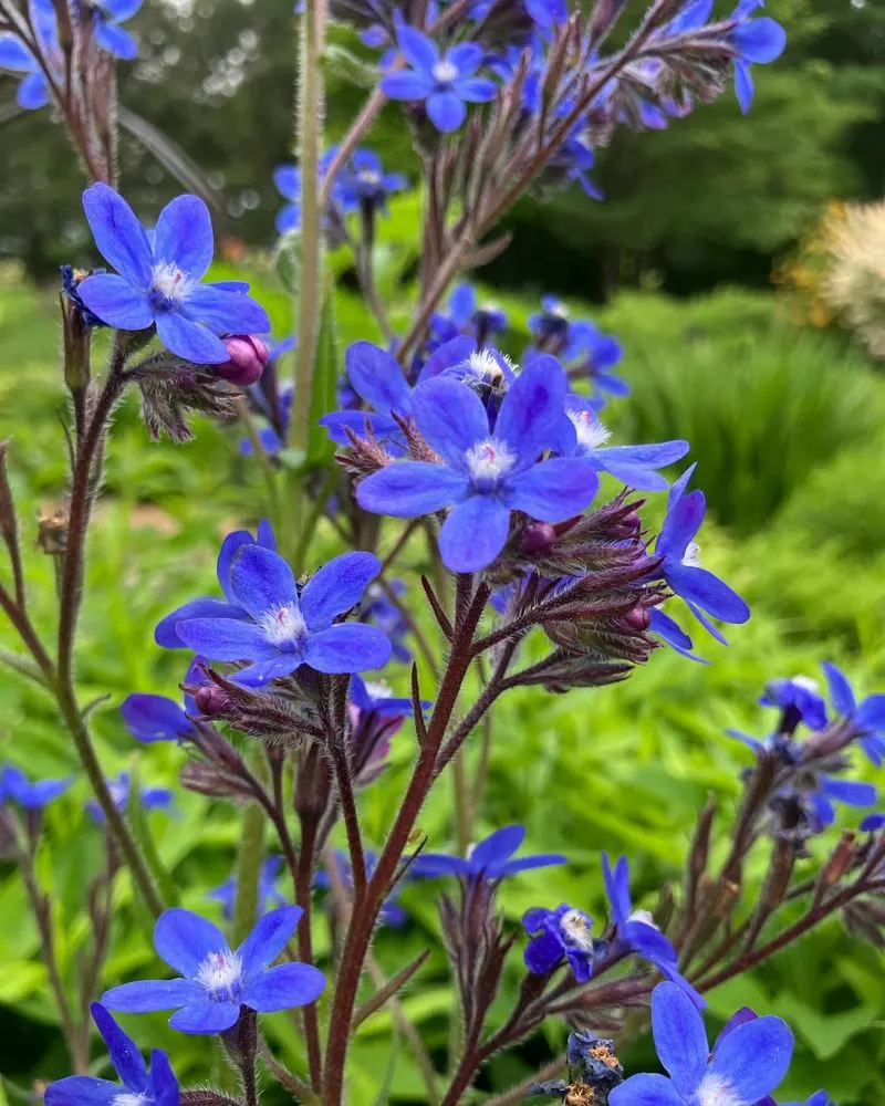 Anchusa azurea 'Dropmore'