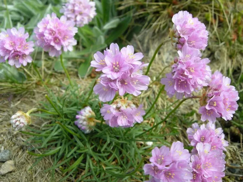 Armeria Maritima