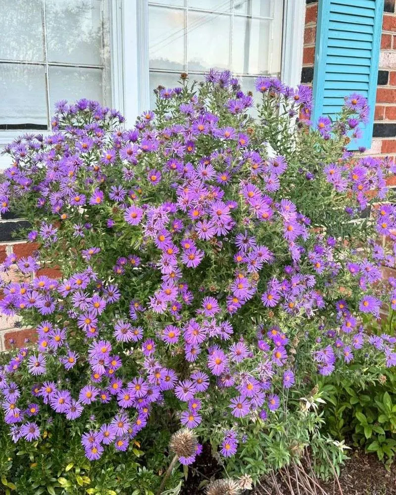 Aromatic Aster