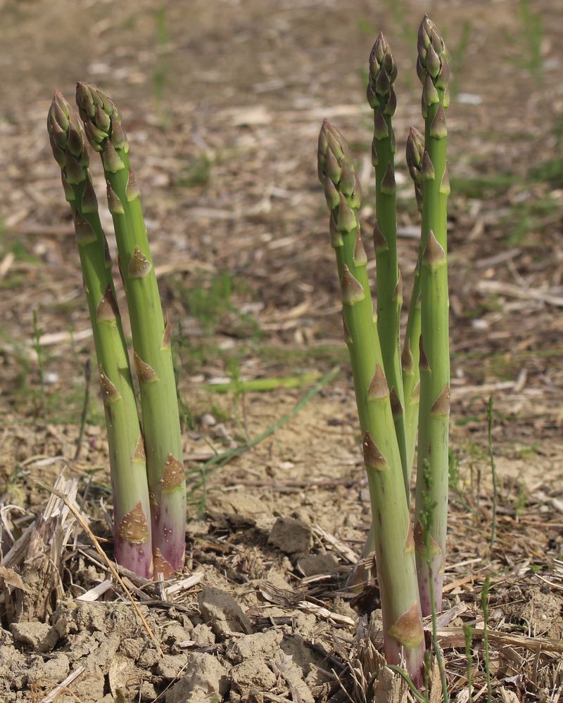 Asparagus