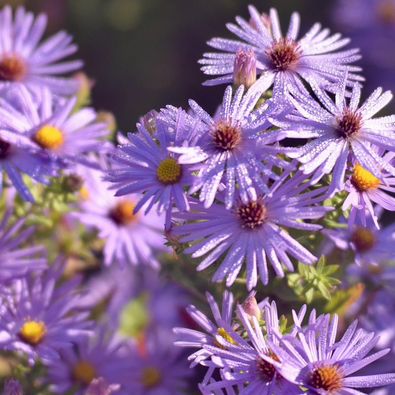 Aster (September)