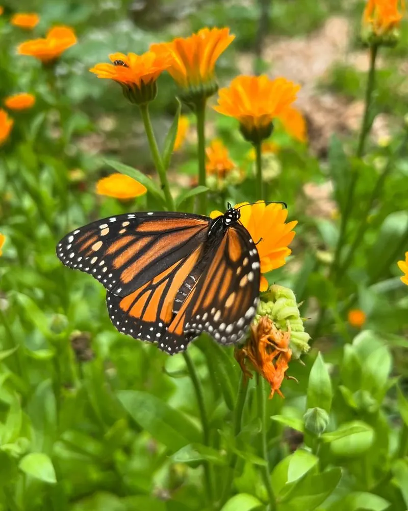 Attract Beneficial Insects with Flowers