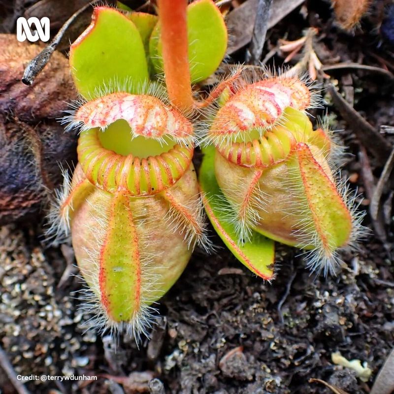 Australian Pitcher Plant