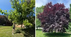 Avoid These Fruit Trees That Don’t Belong in Your Yard