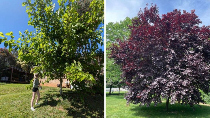 Avoid These 7 Fruit Trees That Don’t Belong in Your Yard