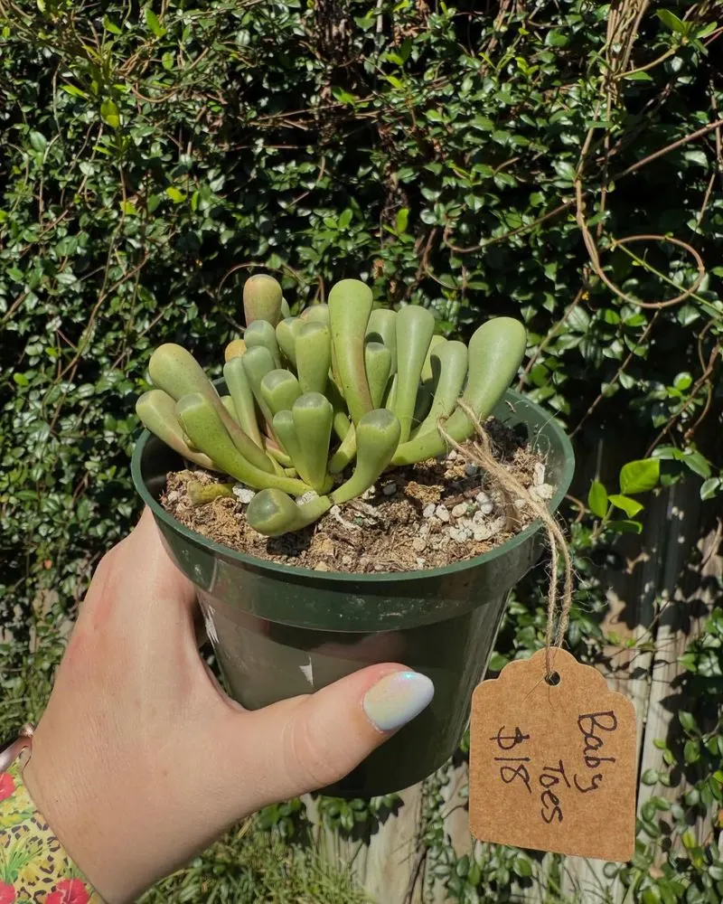 Baby Toes (Fenestraria rhopalophylla)